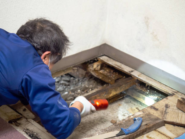 Best Mold Damage Repair  in Gearhart, OR