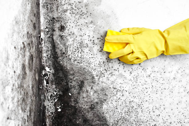 Best Black Mold Removal  in Gearhart, OR