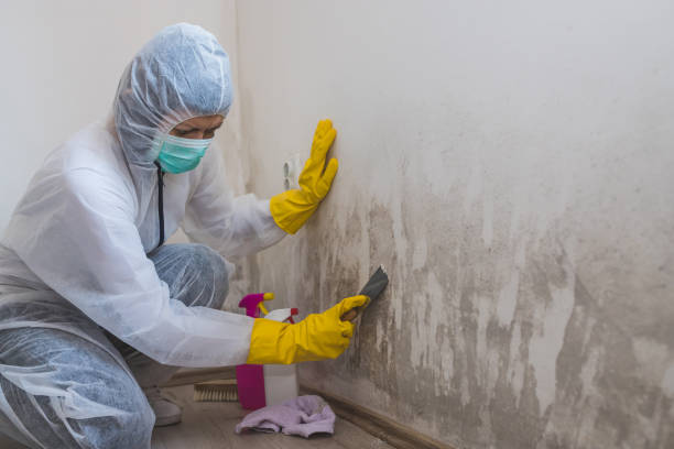 Best Toxic Mold Removal  in Gearhart, OR