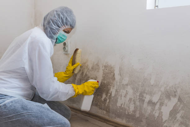 Certified Mold Removal in Gearhart, OR