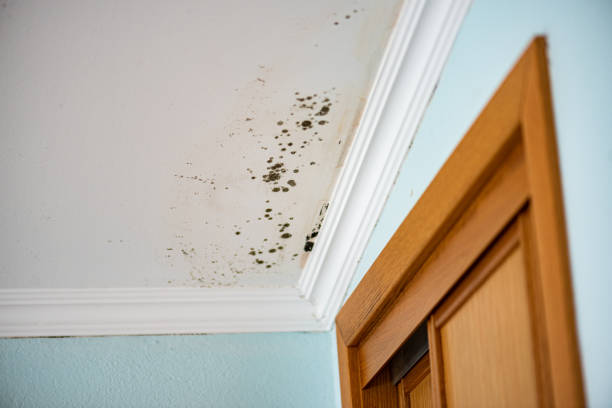 Mold Testing and Removal in Gearhart, OR