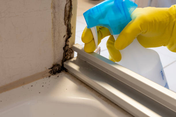 Best Local Mold Removal Service  in Gearhart, OR