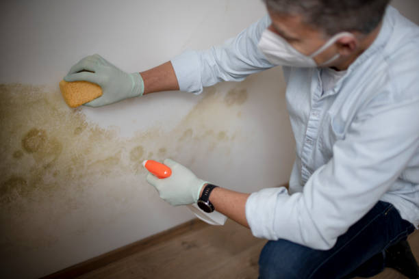 Best Residential Mold Removal  in Gearhart, OR