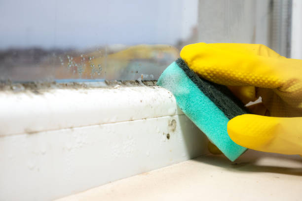 Best Fast Mold Removal  in Gearhart, OR