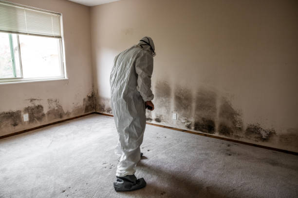 Best Best Mold Removal Companies  in Gearhart, OR
