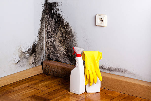 Best Professional Mold Removal  in Gearhart, OR