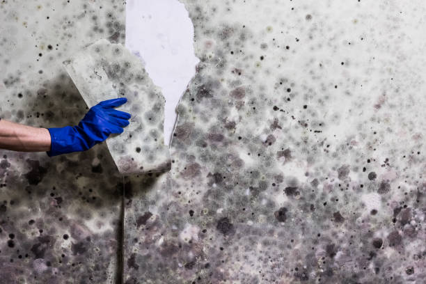 Best Mold Damage Repair  in Gearhart, OR