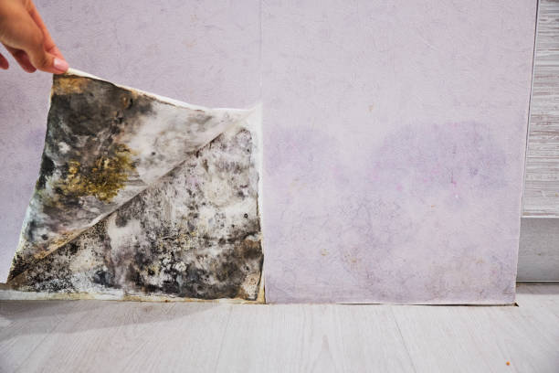 Best Office Mold Removal Services  in Gearhart, OR